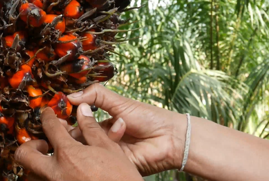 What Is Elaeis Oleifera?