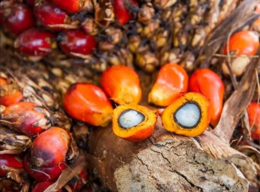 Where Does Batana Oil Come From