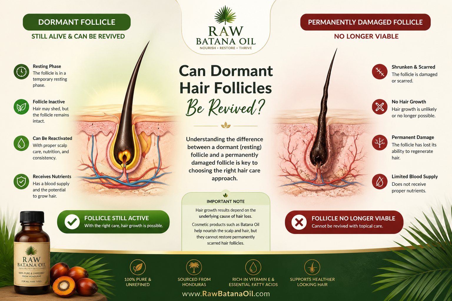Can Batana Oil Revive Dormant Hair Follicles