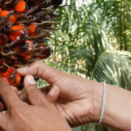 What Is Elaeis Oleifera?