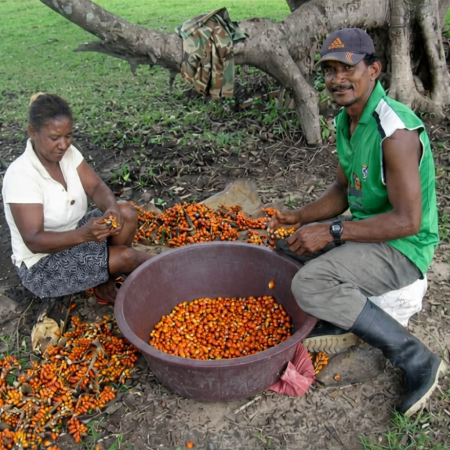 History of Batana Oil